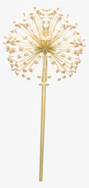 Thewayyouare-dandelion Via Image - Floral Design