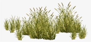 E-1422684254 - Aquatic Plants Png