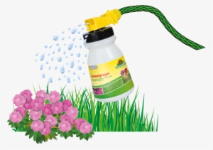 Keep Area Moist For The Next 3 Days - Dianthus