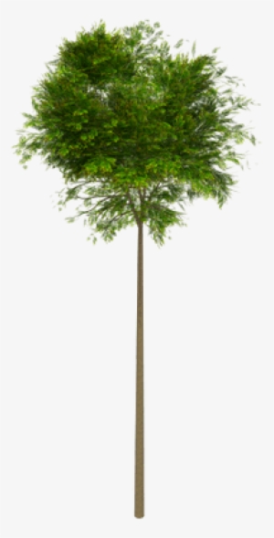 Tree High Leaves - High Trees Png