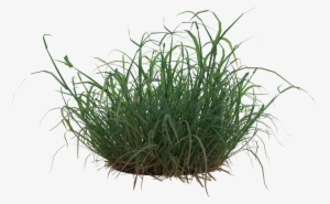 Grass Tuft Png