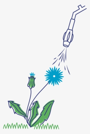 Illustration Dandelion Plant - Dandelion