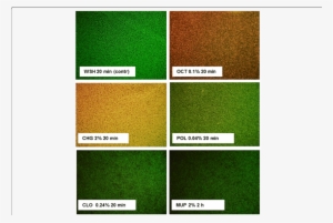 Killing And Permeation Of Mrsa Biofilms By Antimicrobials - Common Fig