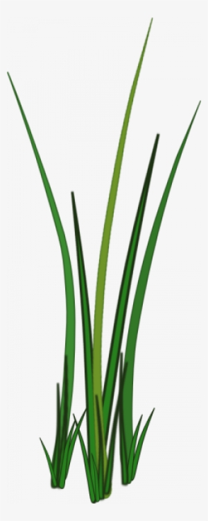 Transparent Grass Texture Png