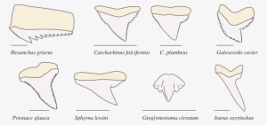 Morphological Diversity In Shark Teeth - Shark Tooth