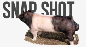 Paparazzi X Best Man - Domestic Pig