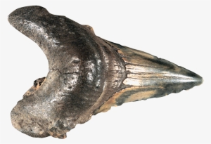 What's On The Van Shark Tooth Fossil - Shark