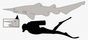 Diagram Of A Goblin Shark With Jaws In Normal And Extended - Goblin Shark Compared To Human