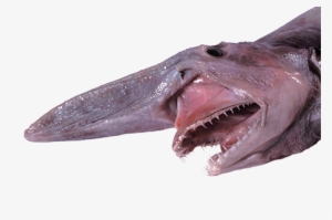 A Goblin Of A Shark - 哥 布 林 鯊