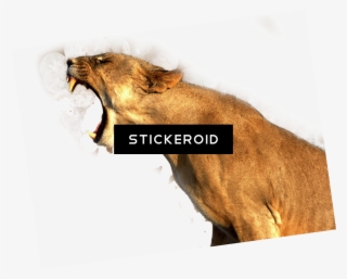 Lion - Lions Poster Photo Print 32x24