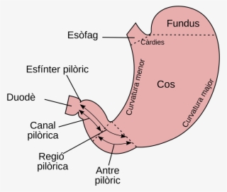 Open - Angulus Stomach