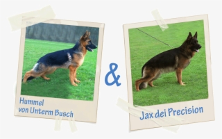 Hummel Vererbt Sehr Gut , Mit Dem Va Rüden Jax Erwarten