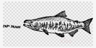 Salmon Clipart Fish Chum Salmon