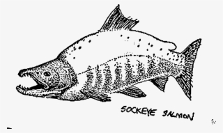 This Free Icons Png Design Of Sockeye Salmon Mapitize