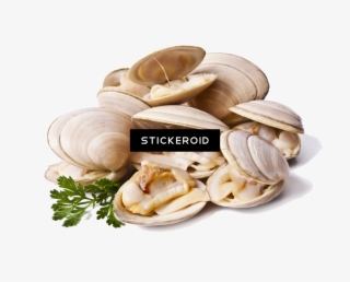 Clams Animals Clam - Cloudy Bay Clams