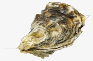 Chesapeake Bay Oyster