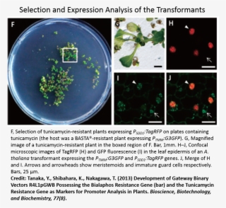 Future Blog Entries Will Further Discuss The Generation - Snap Pea