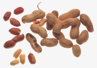 Peanut
