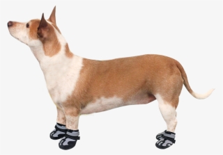 Alcott Explorer Adventure Dog Boots