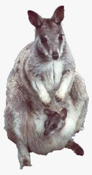 Dr Peter Spencer Bsc, Phd - Wallaby Png