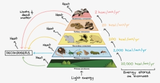 Cadenas Alimenticias Y Redes Troficas