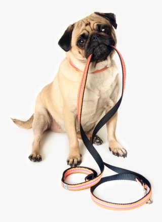 Walking Dog Png Jpg Library Download - Dog Ready For Walk