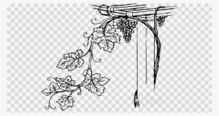 Grape Vine Clipart Common Grape Vine Vitis Girdiana - Water Droplets Transparent Background