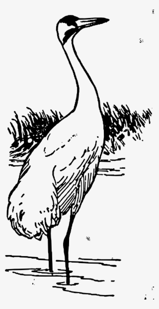 This Free Icons Png Design Of Whooping Crane