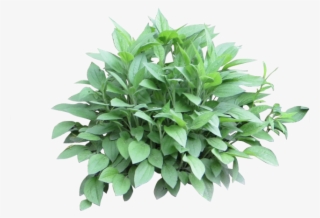 Potted Plants Clipart Shrub Plant - Shrub Photoshop