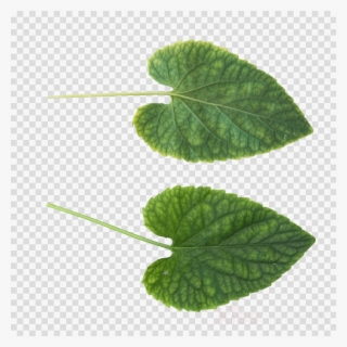 Download Leaf Png Clipart Clip Art Leaf - Portable Network Graphics
