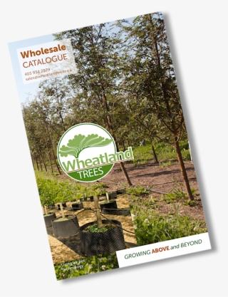 Wheatland Trees Wholesale Catalogue - Flyer