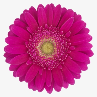 Products - Big Sean Mogul Prep