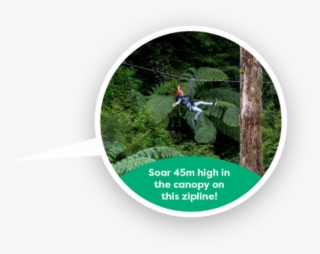 Fly 45 Metres Above The Ground On The Zipline - Tree