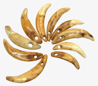Papua New Guinea, Pierced Dog Canine Teeth - Matoke