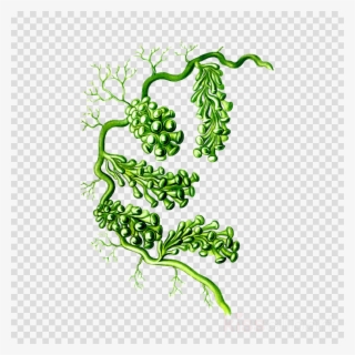 Seaweed Clipart Seaweed Algae Clip Art