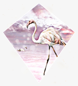 Be A Flamingo In A Flock Of Pigeons Flamingo Freetoedit - Flamingo