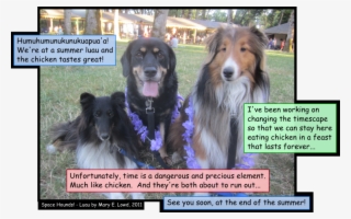 Luau - Companion Dog