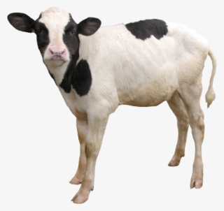 Cow Png, Download Png Image With Transparent Background, - Calf Png