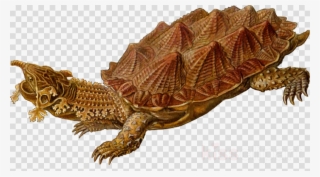 Prehistoric Turtles Clipart Turtle Prehistory Reptile - Prehistoric Turtle Shower Curtain