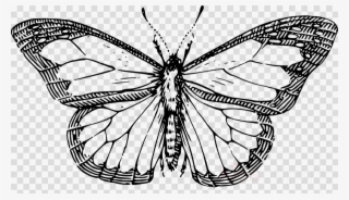 Butterfly Outline Clipart Butterfly Clip Art - Line Drawing Of A Butterfly