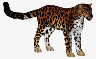 Amur Leopard 4 - Zoo Tycoon 2 Amur Leopard