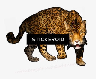 Leopard - Vliesová Fototapeta Dimex Panter | 220x220 Cm