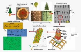 Cell Wall Polymers' Structure In Trees From Tree To - Diagram