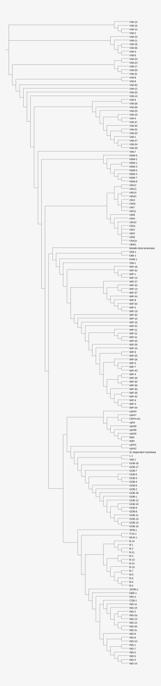Regular Phylogenetic Tree Of Β-lactamases A With Heatmap - Phylogenetic Tree