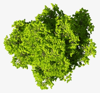 Cây Photoshop Tree Photoshop, Photoshop Texture, Photoshop - Vegetable