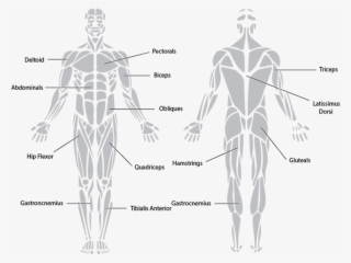 Antagonistic Muscle Action - Best Exercise Targeting Each Muscle Group
