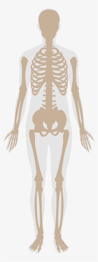 In Addition, Features Provide Guidelines For Fitness - Skeleton
