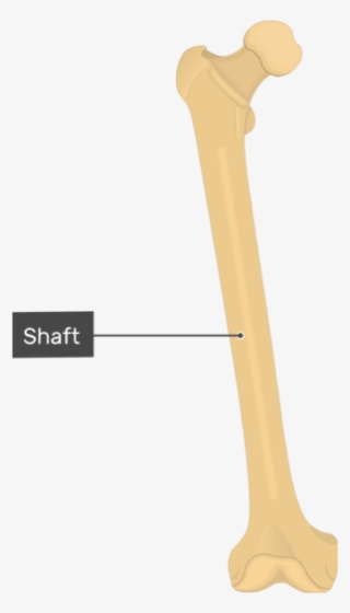 Shaft - Femur Bone - Anterior View - Femur Bone