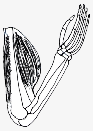 Vector Clip Art Online, Royalty Free Public Domain - Biceps And Triceps Clipart