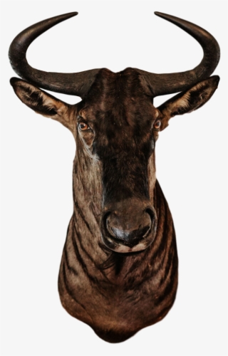 Trophy Room Collection - Trophy